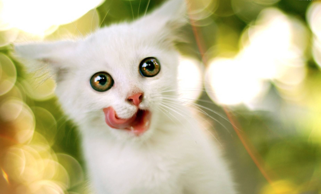 10 dingen die alleen kattenmensen begrijpen