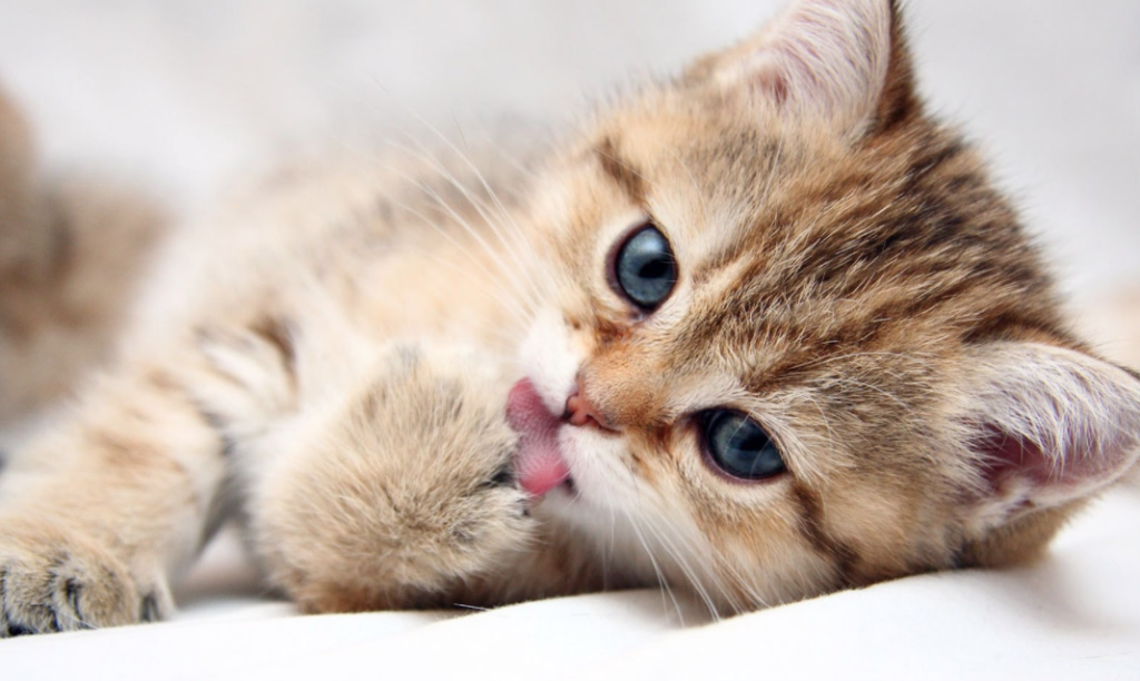 10 dingen die je van je kat accepteert, maar niet van je liefje!