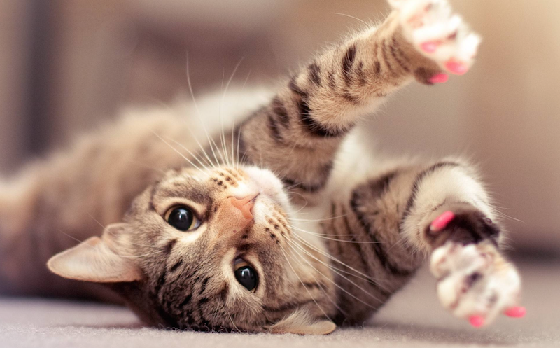 12 redenen waarom iedereen een kat moet hebben als huisdier