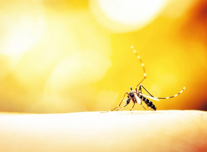 7 astuces pratiques pour combattre les moustiques