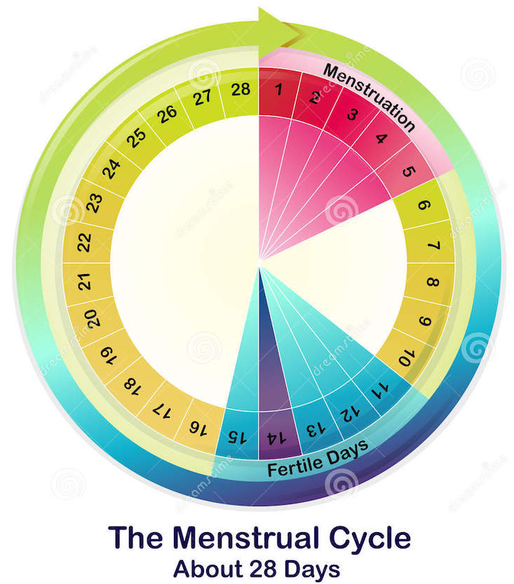 Menstruele cyclus