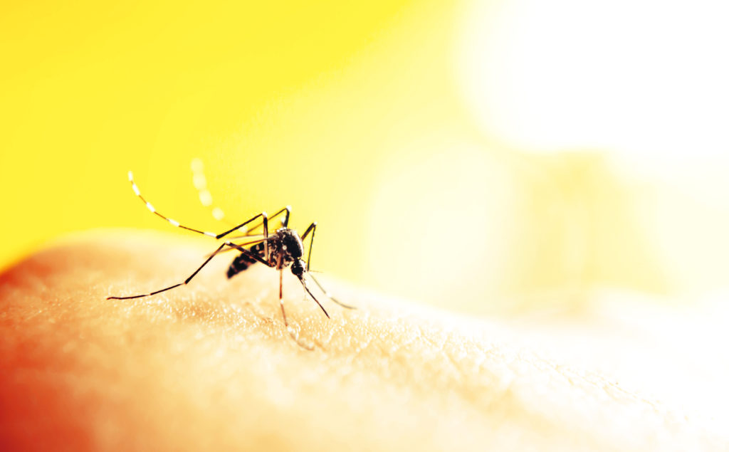 Muggenbeten: Hoe word je gestoken?