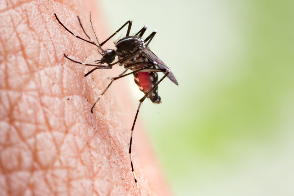 Onderzoekers KU Leuven ontwikkelen beloftevol vaccin tegen zikavirus