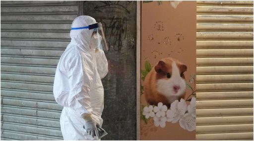 De waanzin nabij: Hongkong wil duizenden hamsters doden nadat enkele positief testen op Covid-19