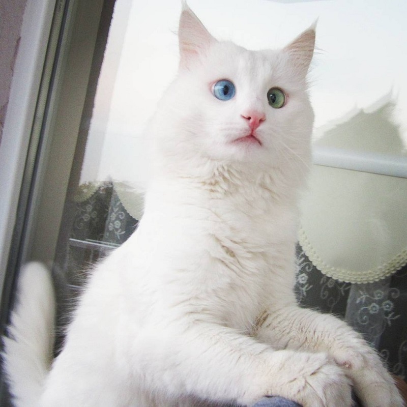 PRACHTIG: deze kat heeft fantastische ogen!