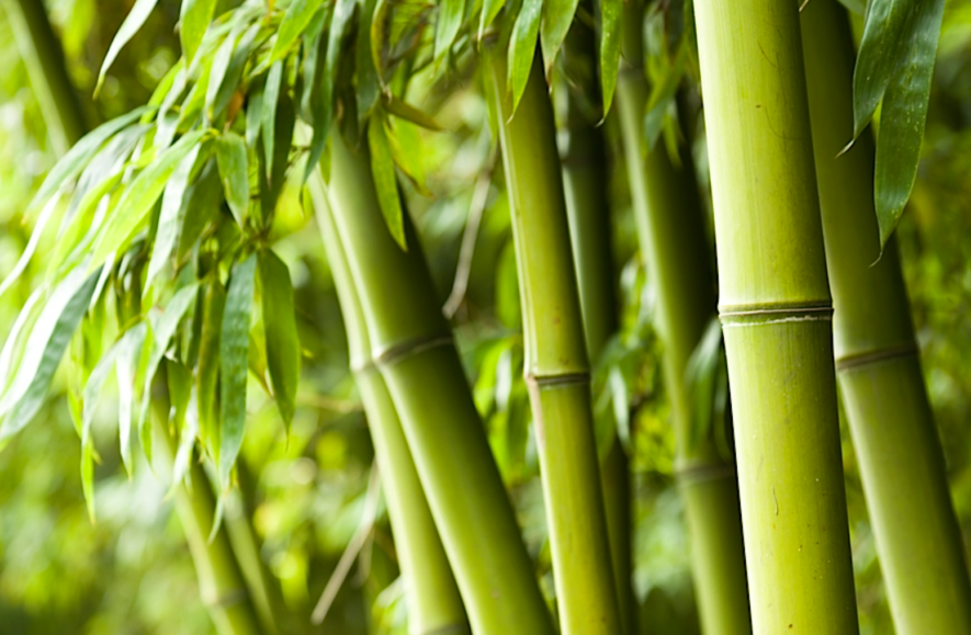 Bamboe (phyllostachys aurea) Snoeien, Verzorgen of Verwijderen